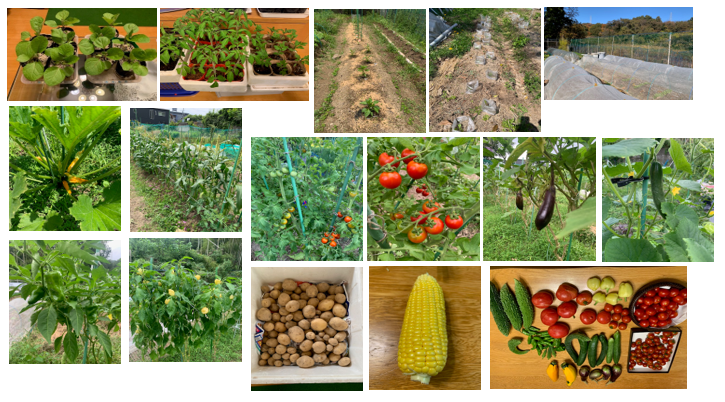 《指導医ブログ》スイングを磨き、土をつくり、人を育てる（初期研修医プログラム責任者　Dr.金谷）